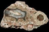 Polished Baker Ranch Thunderegg (Water Line Agate) - New Mexico #180643-2